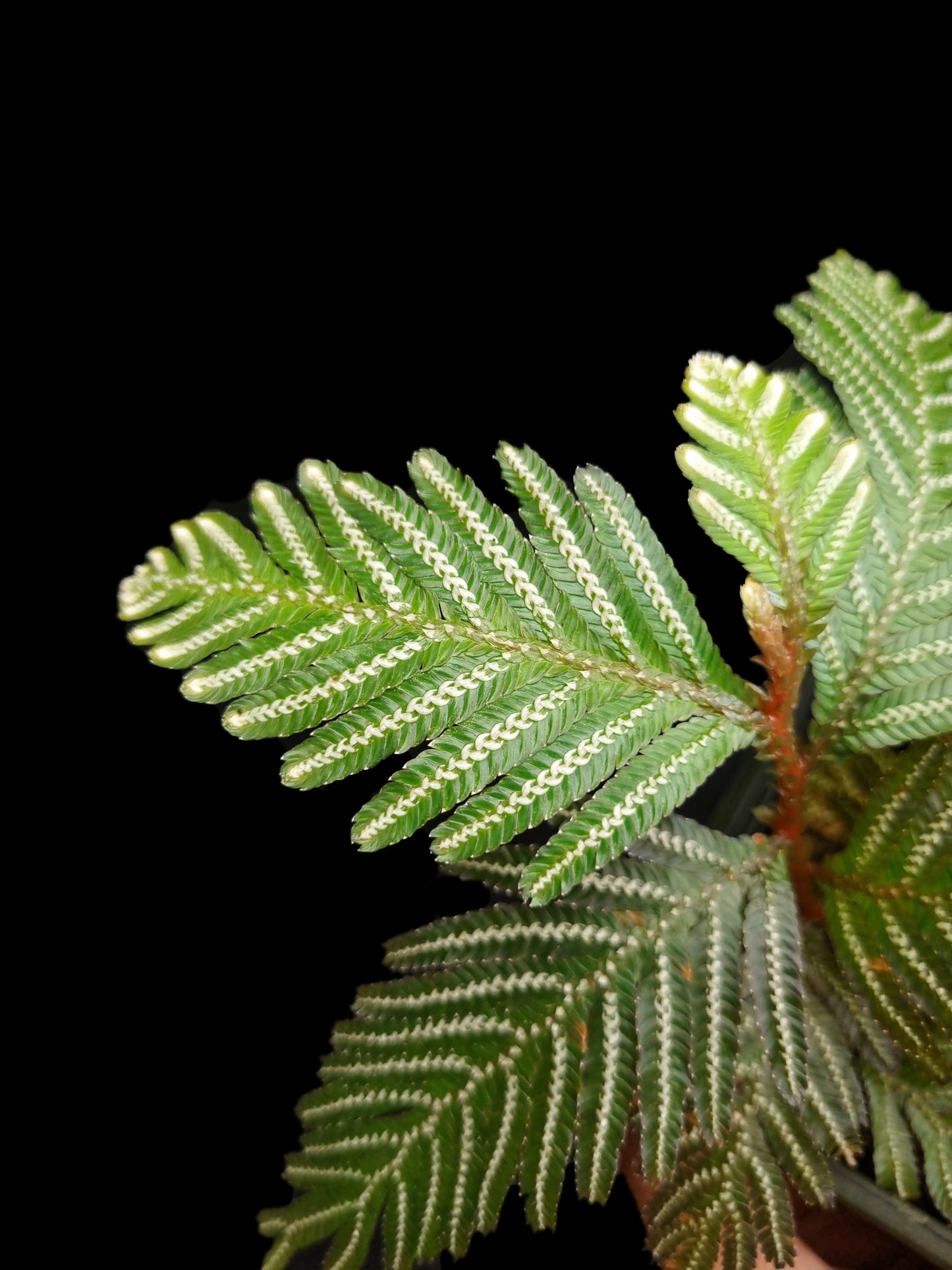selaginella picta fern moss terrarium plant sale Singapore houseplant