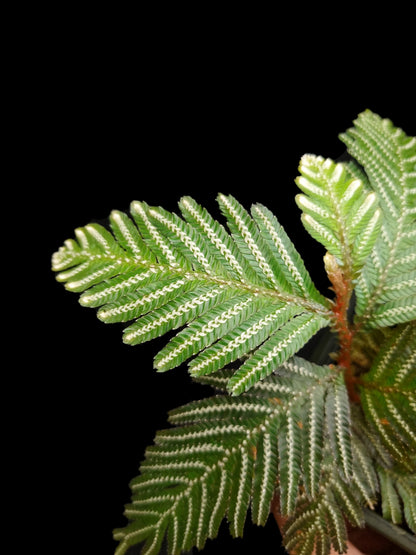 selaginella picta fern moss terrarium plant sale Singapore houseplant