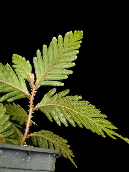 selaginella picta fern moss terrarium plant sale Singapore houseplant