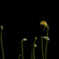 utricularia bifida carnivorous plant bladderwort sale Singapore potted plant flower side view