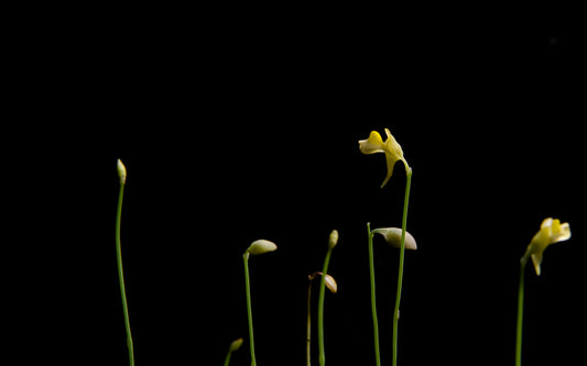 utricularia bifida carnivorous plant bladderwort sale Singapore potted plant flower side view