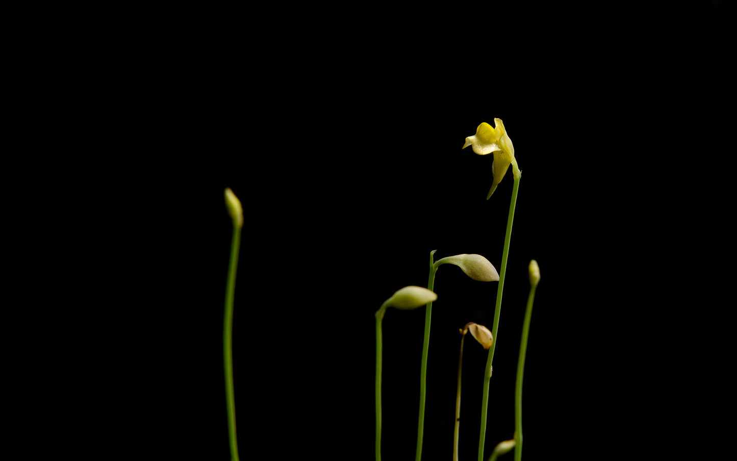 utricularia bifida carnivorous plant bladderwort sale Singapore potted plant flower front view