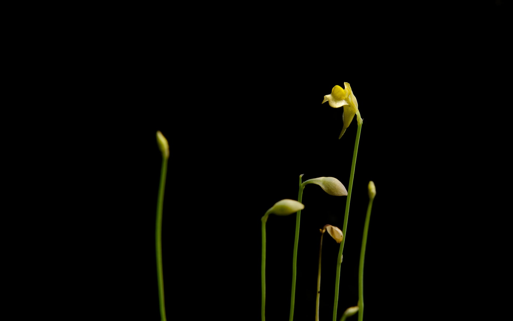 utricularia bifida carnivorous plant bladderwort sale Singapore potted plant flower front view