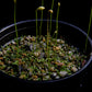 utricularia bifida carnivorous plant bladderwort sale Singapore potted plant top view