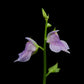 utricularia calycifida carnivorous plant bladderwort sale Singapore potted plant flower detail