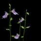 utricularia calycifida carnivorous plant bladderwort sale Singapore potted plant flower detail