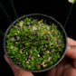 utricularia livida bladderwort sale Singapore carnivorous plant potted plant