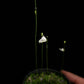utricularia livida bladderwort sale Singapore carnivorous plant potted plant